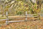 USA, Washington State, Olympic National Park. Wooden fence and moss-covered trees in autumn. Art Print